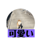 愛犬花7（個別スタンプ：6）