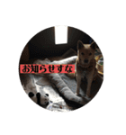 愛犬花7（個別スタンプ：7）