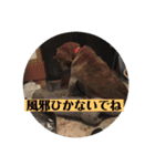愛犬花7（個別スタンプ：8）