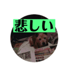 愛犬花7（個別スタンプ：9）