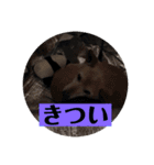 愛犬花7（個別スタンプ：10）