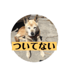 愛犬花7（個別スタンプ：11）