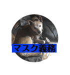 愛犬花7（個別スタンプ：13）