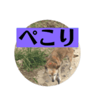 愛犬花7（個別スタンプ：14）