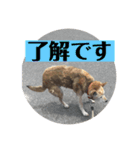 愛犬花7（個別スタンプ：15）