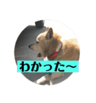 愛犬花7（個別スタンプ：16）