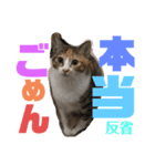 ねこみく（個別スタンプ：1）