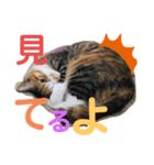 ねこみく（個別スタンプ：3）