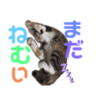 ねこみく（個別スタンプ：4）