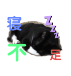 ねこみく（個別スタンプ：6）