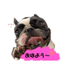 ドッグトーク（個別スタンプ：2）