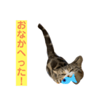 グラくんスタンプ（個別スタンプ：4）