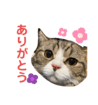 グラくんスタンプ（個別スタンプ：5）