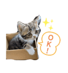 グラくんスタンプ（個別スタンプ：6）