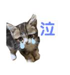 グラくんスタンプ（個別スタンプ：9）