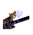 グラくんスタンプ（個別スタンプ：11）