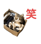 グラくんスタンプ（個別スタンプ：14）