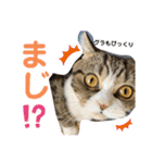 グラくんスタンプ（個別スタンプ：19）