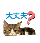 グラくんスタンプ（個別スタンプ：20）