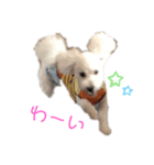 ビションフリーゼのラムとトイプーのレム（個別スタンプ：4）
