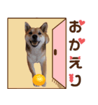 柴犬ビスコの日常（個別スタンプ：11）