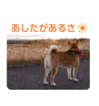 柴犬ビスコの日常（個別スタンプ：12）