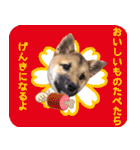 柴犬ビスコの日常（個別スタンプ：17）