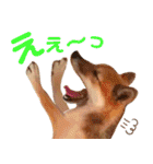 柴犬ビスコの日常（個別スタンプ：29）