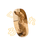 くーすけのつぶやき（個別スタンプ：7）
