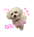 Tinoくんスタンプ(あいさつ)（個別スタンプ：1）