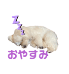 Tinoくんスタンプ(あいさつ)（個別スタンプ：6）