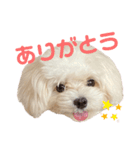 Tinoくんスタンプ(あいさつ)（個別スタンプ：7）
