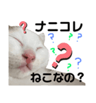ひじき＆がんも2（個別スタンプ：9）