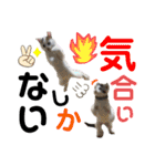 ひじき＆がんも2（個別スタンプ：10）