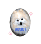 ぽんぴーち（個別スタンプ：1）