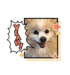 ぽんぴーち（個別スタンプ：3）