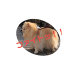 ぽんぴーち（個別スタンプ：7）
