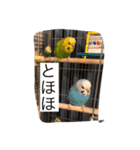 若林家の可愛い子たち（個別スタンプ：5）