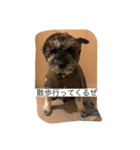 若林家の可愛い子たち（個別スタンプ：7）