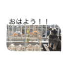 若林家の可愛い子たち（個別スタンプ：8）