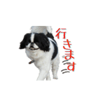 狆の日常（個別スタンプ：1）