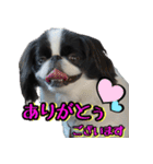 狆の日常（個別スタンプ：2）