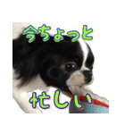 狆の日常（個別スタンプ：6）