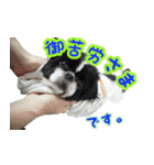 狆の日常（個別スタンプ：7）