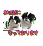 狆の日常（個別スタンプ：8）