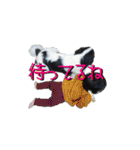 狆の日常（個別スタンプ：10）