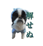 狆の日常（個別スタンプ：12）