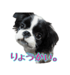 狆の日常（個別スタンプ：13）