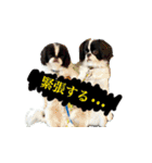 狆の日常（個別スタンプ：16）