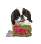 狆の日常（個別スタンプ：17）
